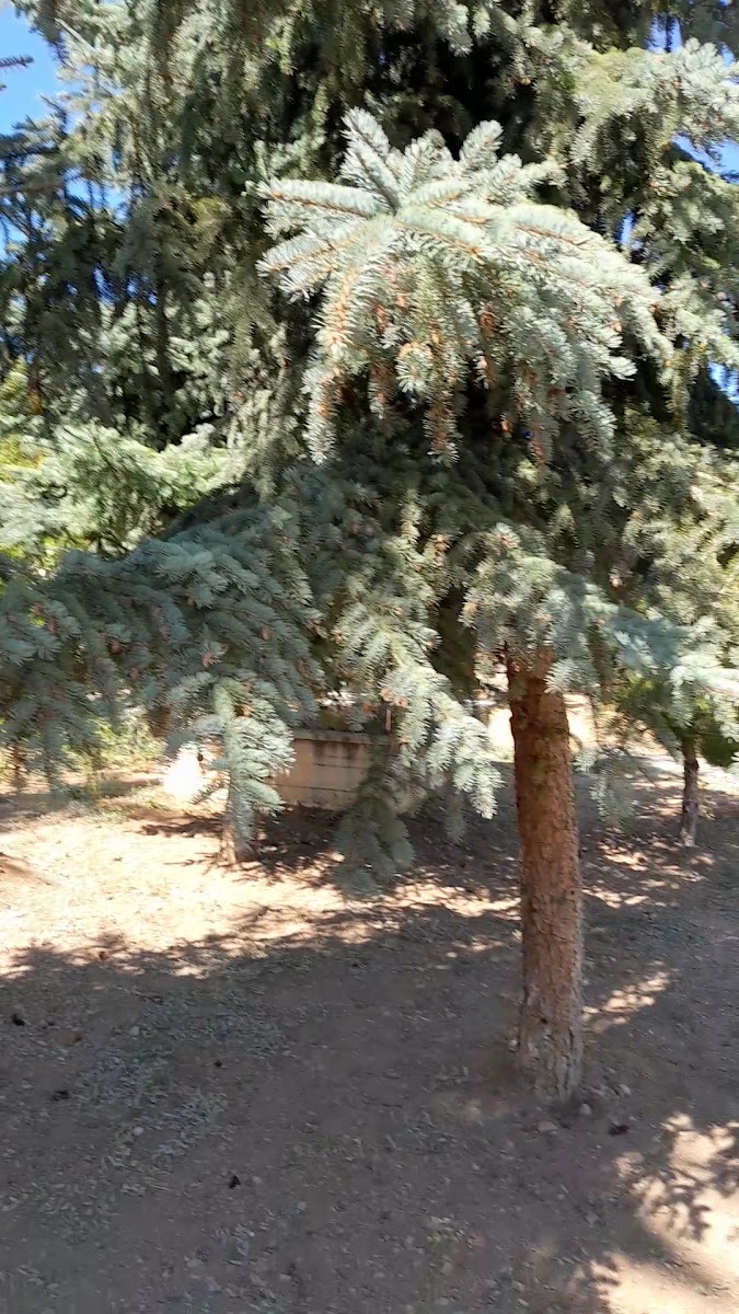 Koçubaba Camii ve Türbesi — fotoğraf 2