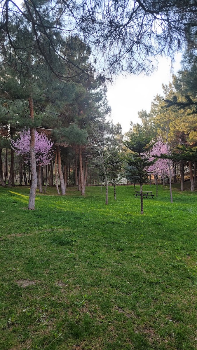 KONYA MERAM BAĞLARI — fotoğraf 2