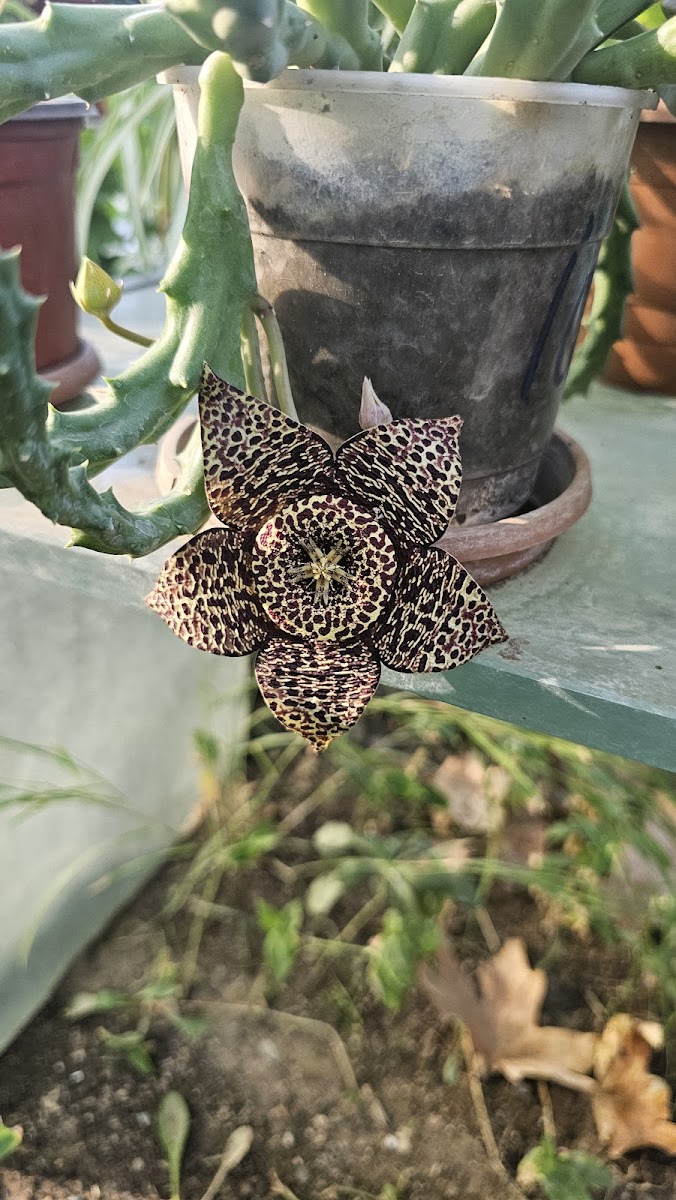 Köprübaşı Restoran - Kahvaltı & Izgara — fotoğraf 8