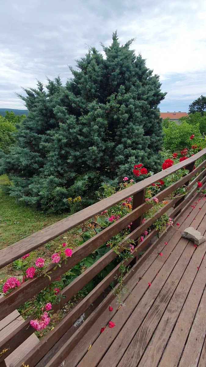 Köyevi — fotoğraf 7