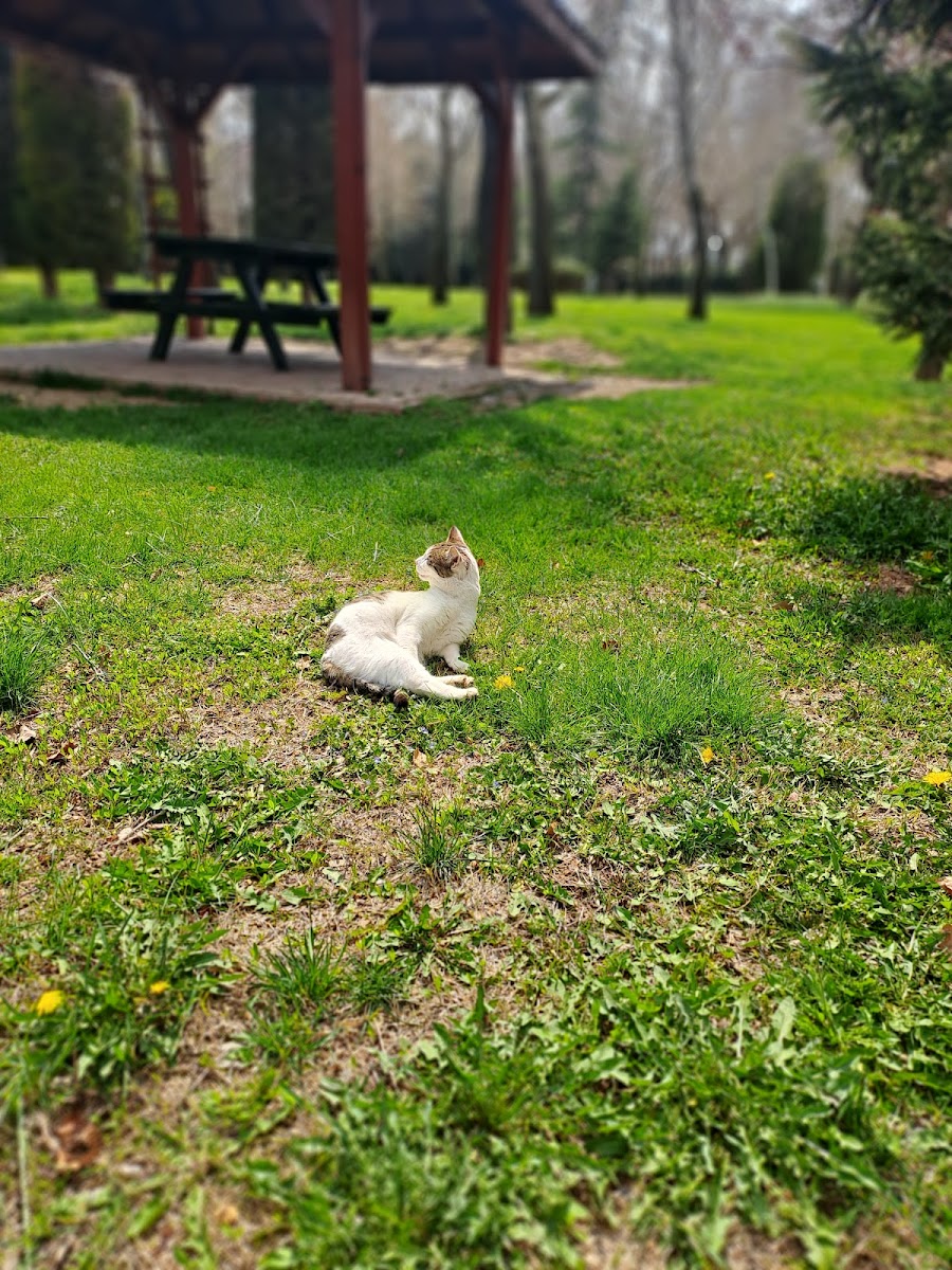 Kozağaç Parkı — fotoğraf 2