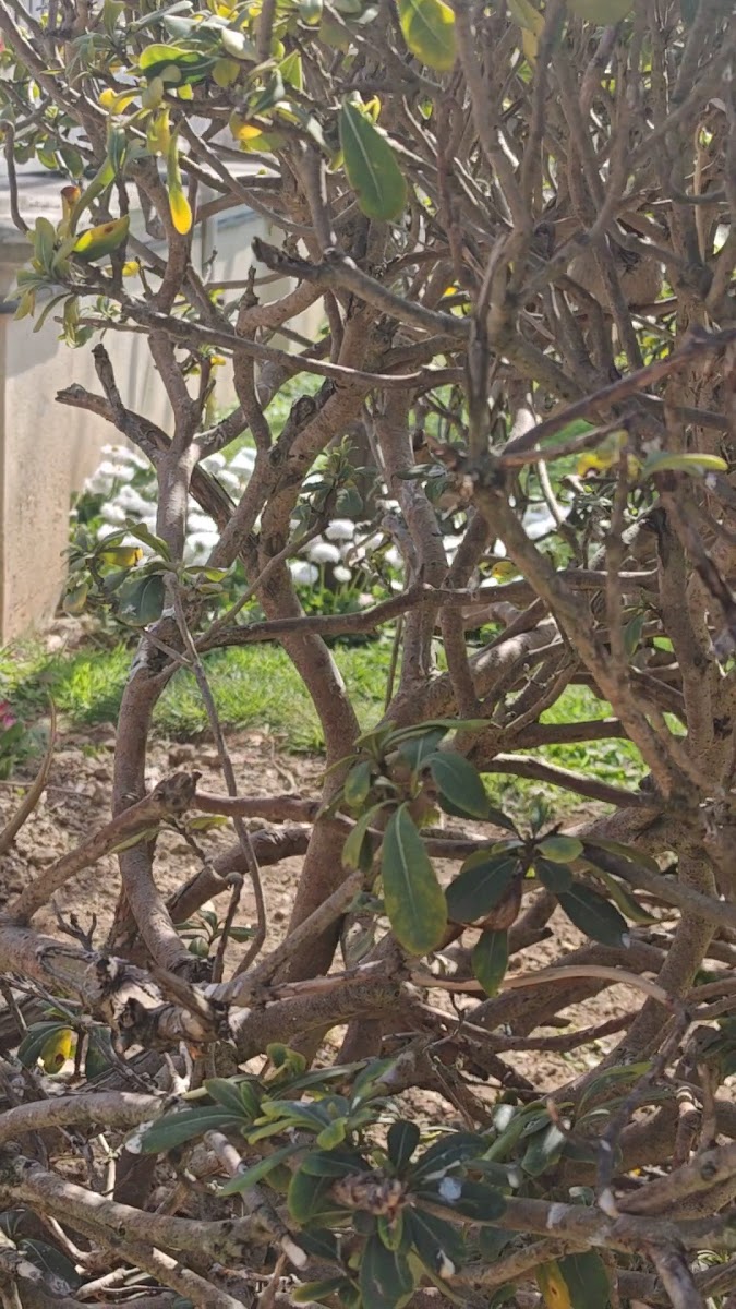 Küçüksu Kasrı (Milli Saraylar) — fotoğraf 2