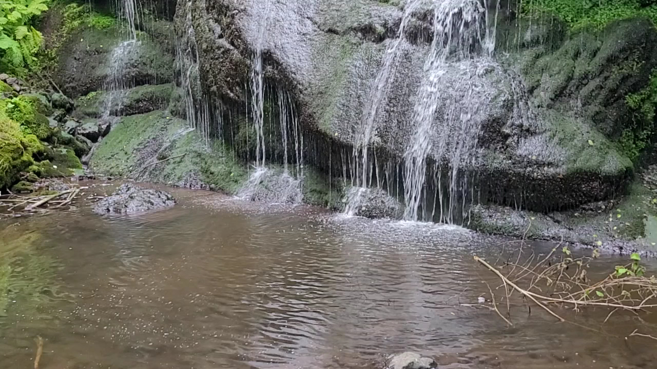 Kumru — photo 3