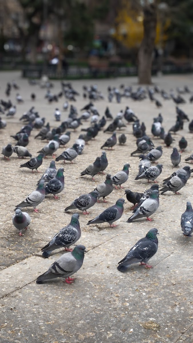 Kurşunlu Parkı — fotoğraf 2
