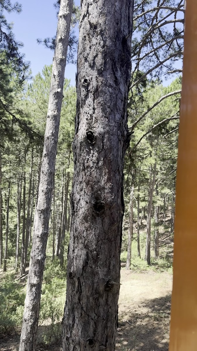 Kuyucak Belediyesi Belenova Mesire Alanı — photo 7