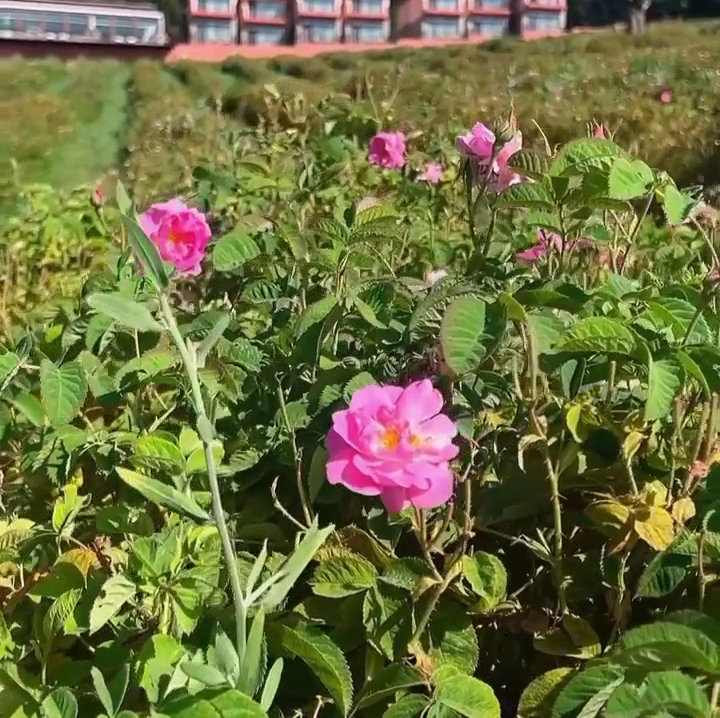 LA VIE EN ROSE Hotel by Söğütdağı — fotoğraf 3