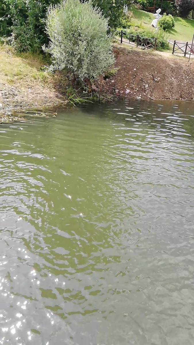 Ladik Belediyesi Göl Tesisleri — fotoğraf 3