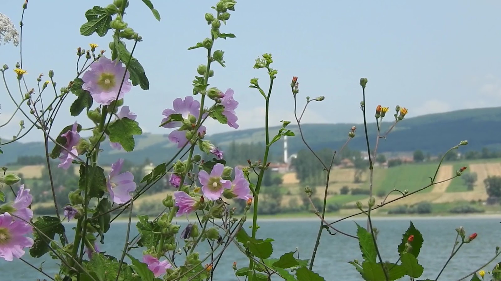 Ladik Gölü — fotoğraf 4