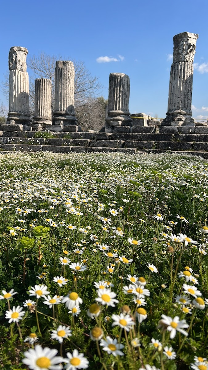 Lagina Antik Kenti — fotoğraf 2