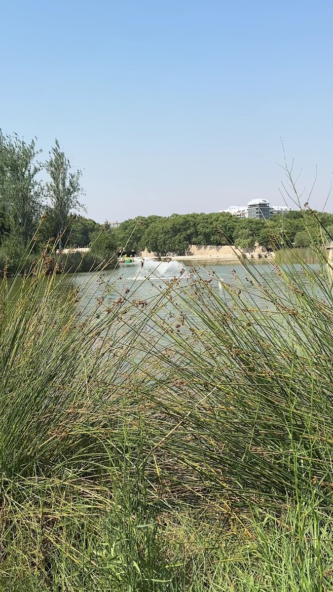 Lago del parque de Cabecera — photo 3