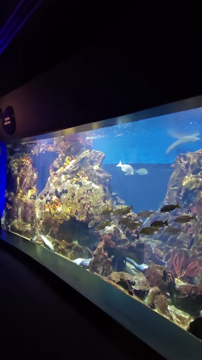 L’Aquàrium de Barcelona — photo 3