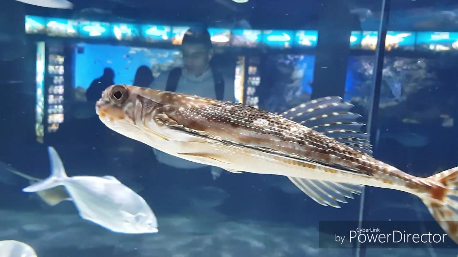 L’Aquàrium de Barcelona — fotoğraf 3
