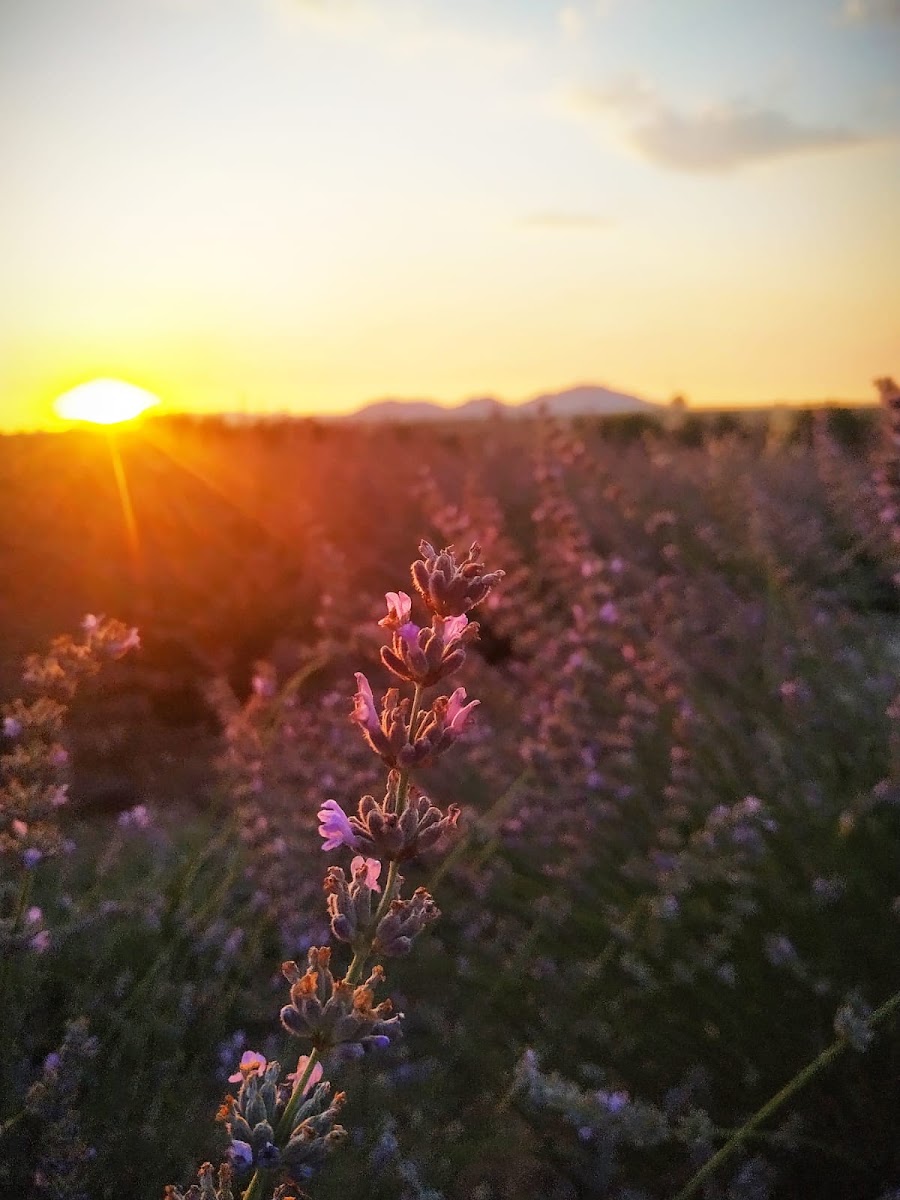 Lavanta Denizi — fotoğraf 4