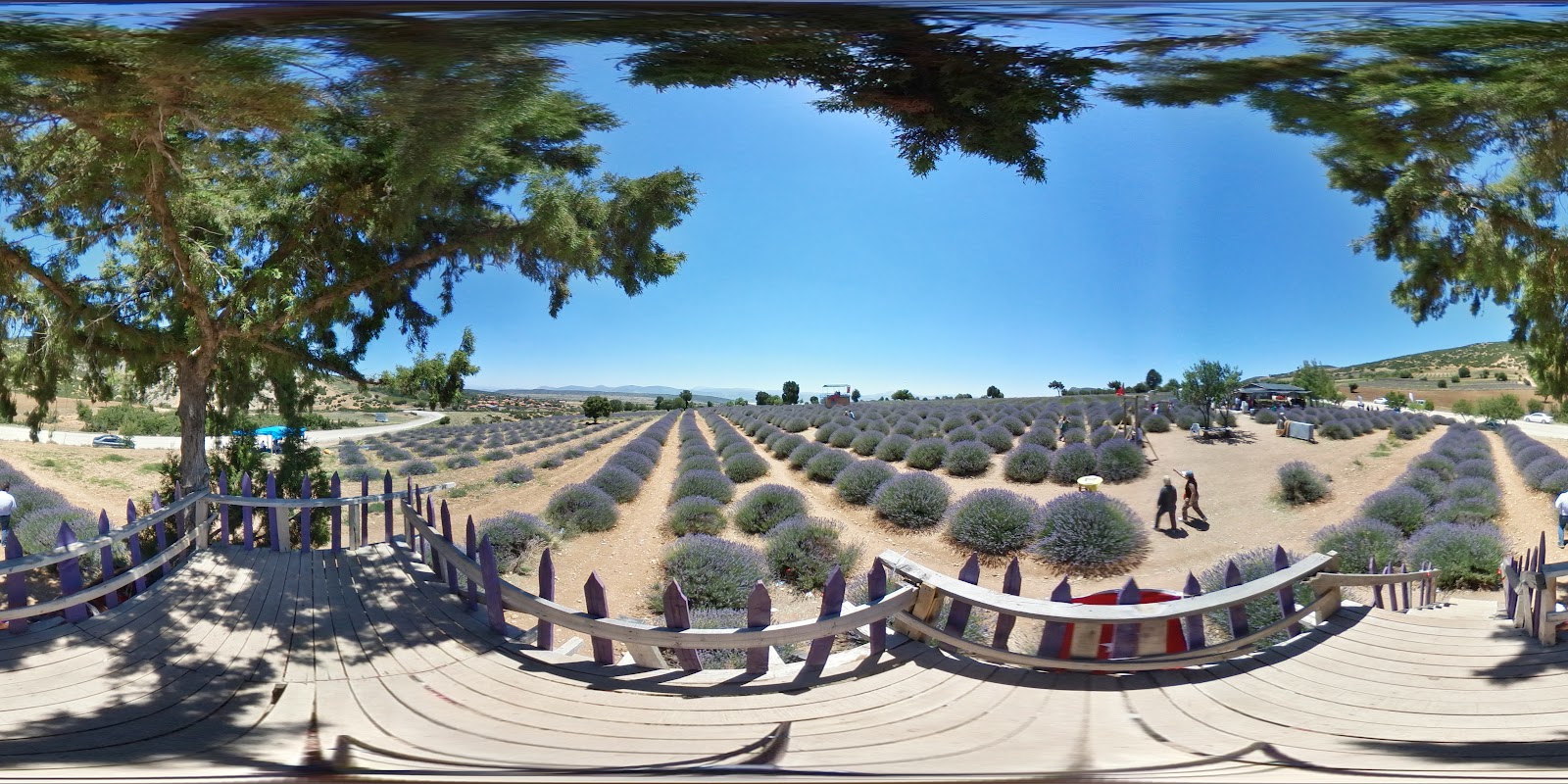 Lavanta diyari — fotoğraf 4