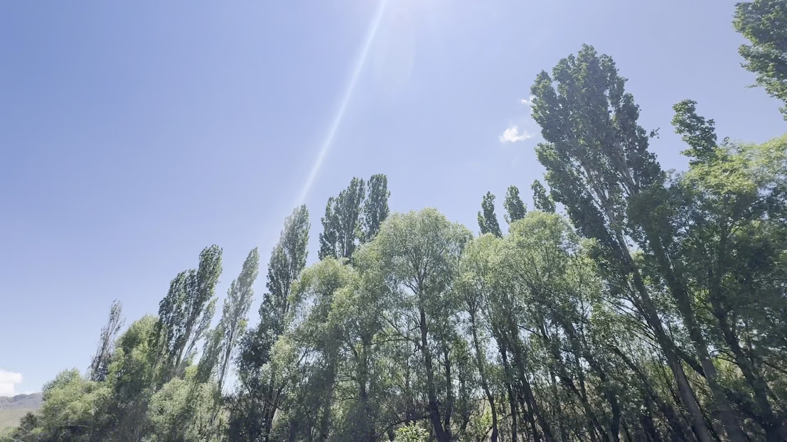 Lerik Forest — photo 3