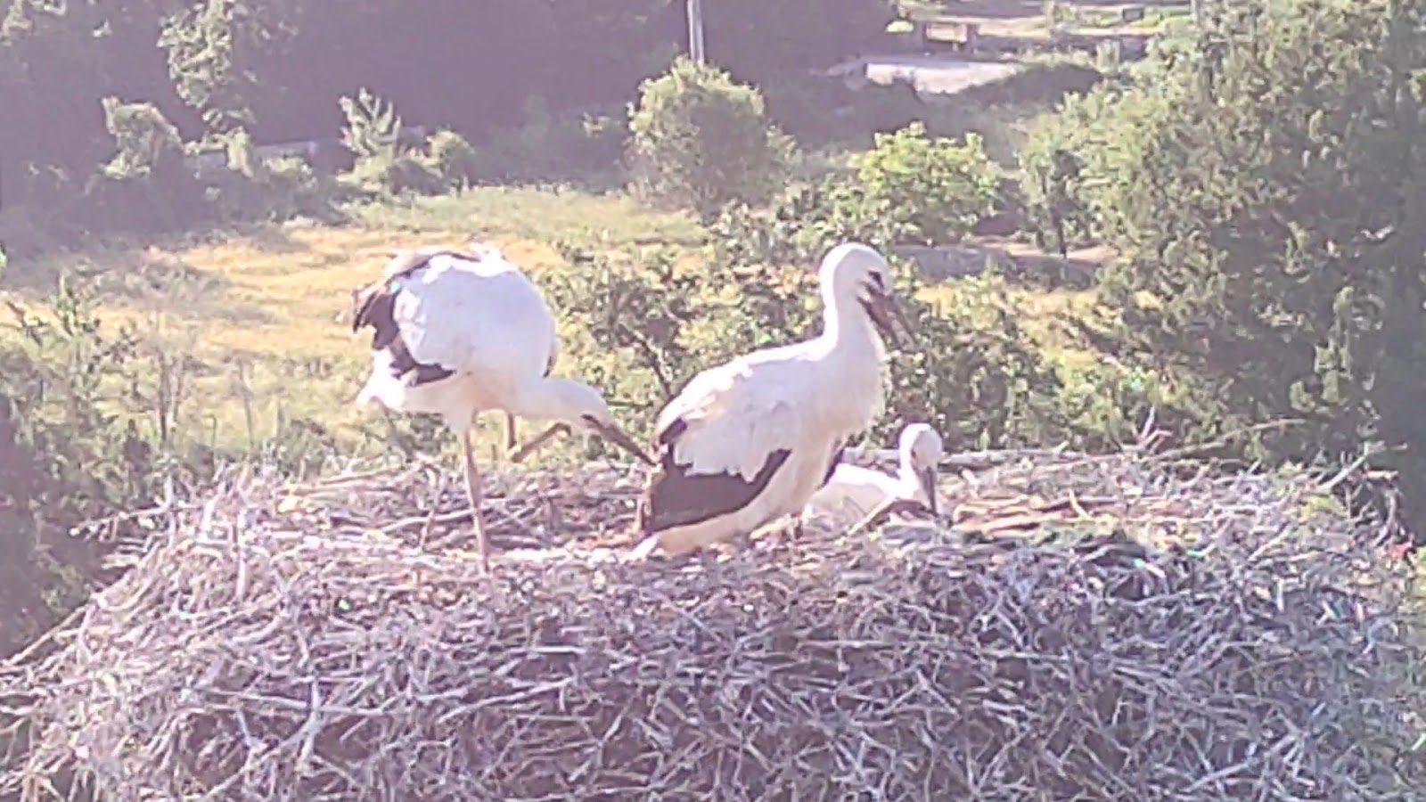 Leylekler vadisi — fotoğraf 4