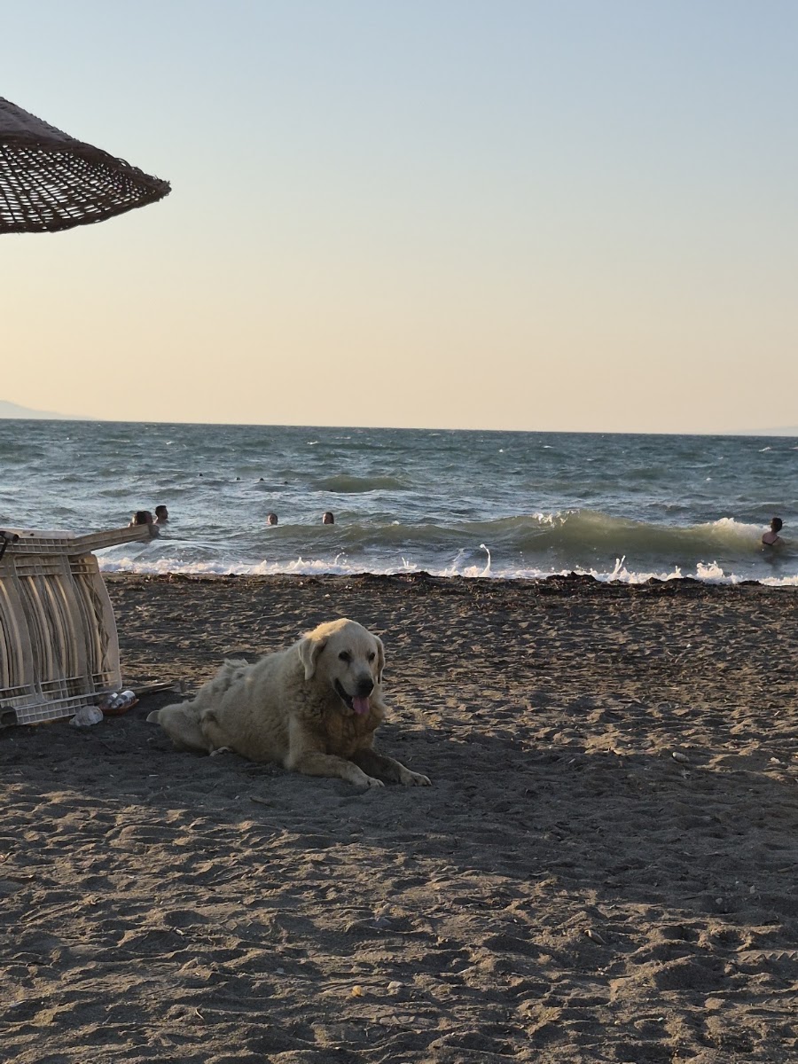 Liman Plajı — photo 2