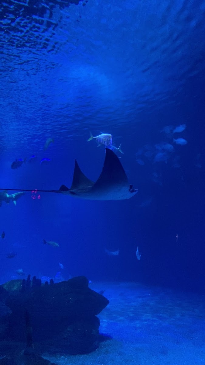 L'Oceanogràfic — photo 2