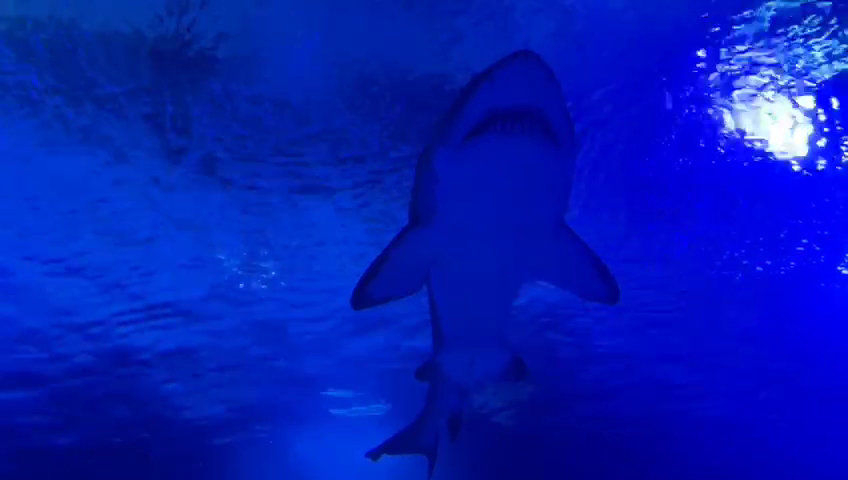 L'Oceanogràfic — photo 3