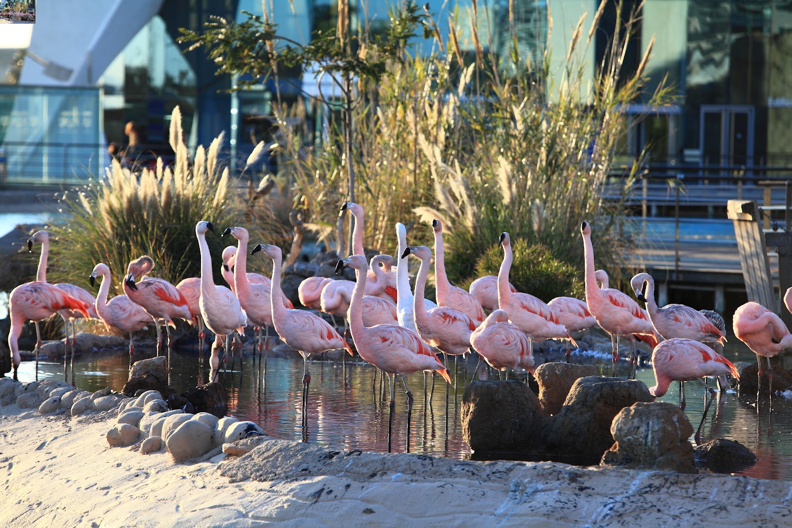 L'Oceanogràfic — photo 5