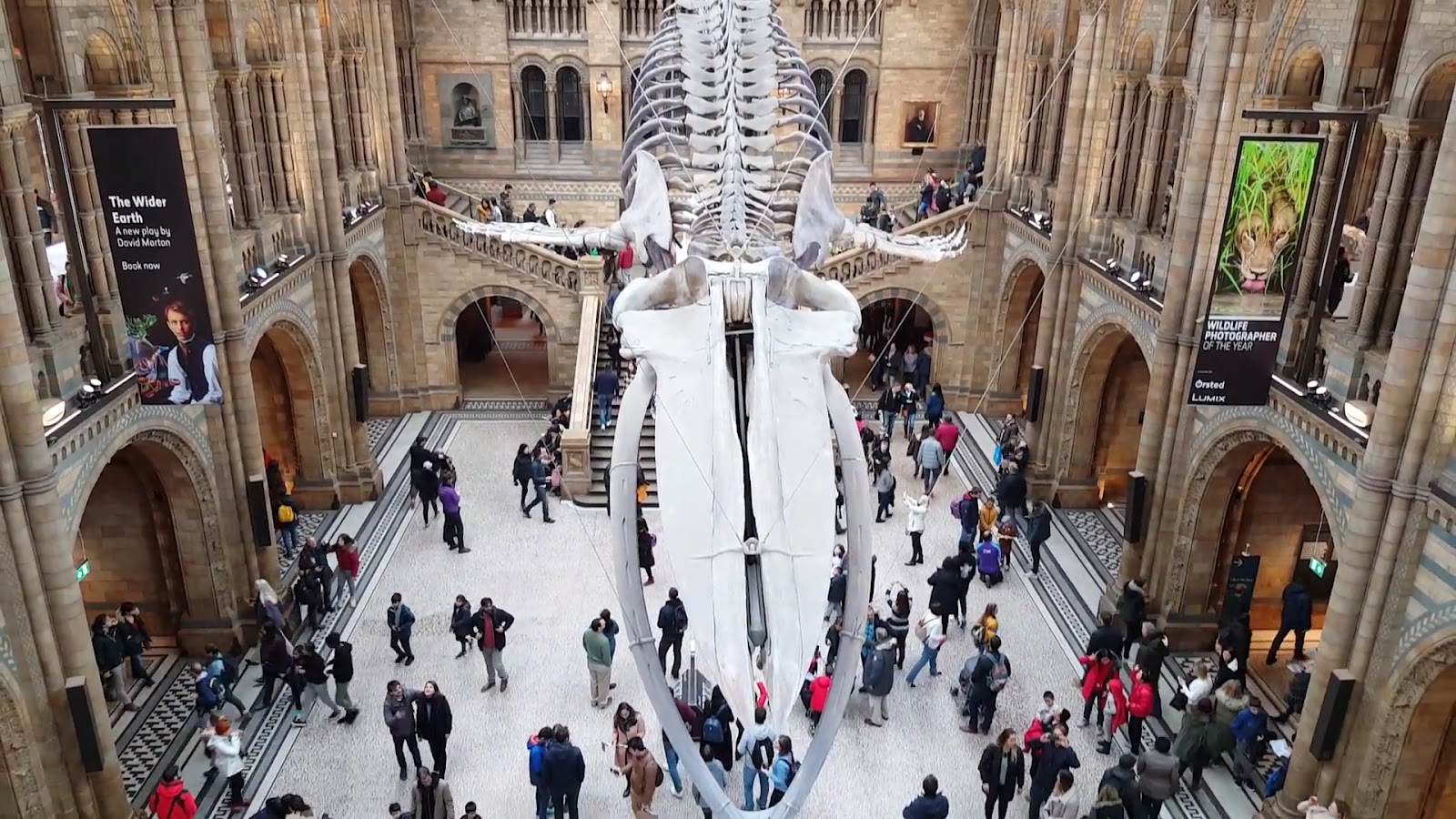 Londra Doğa Tarihi Müzesi — fotoğraf 3