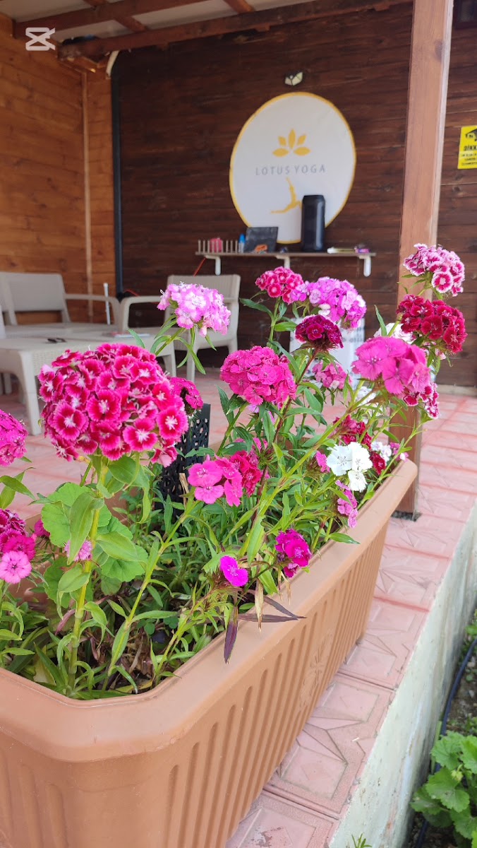 Lotus Gerze Tatil Evleri — fotoğraf 7