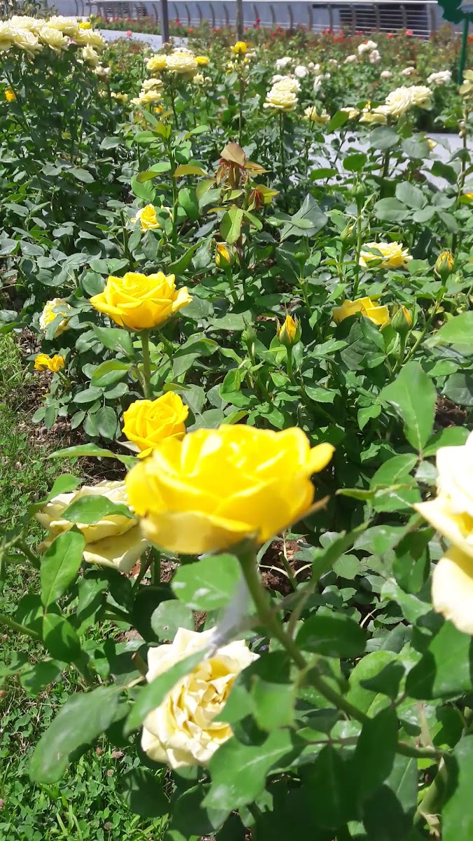 MADO Kırşehir Merkez — fotoğraf 3