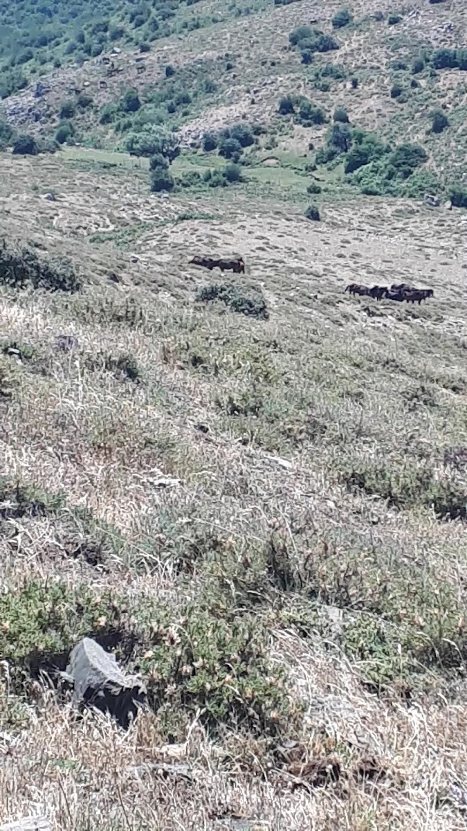 Madra Dagı — fotoğraf 3