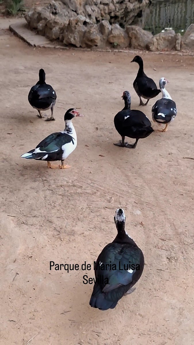 Maria Luisa Parkı — photo 3