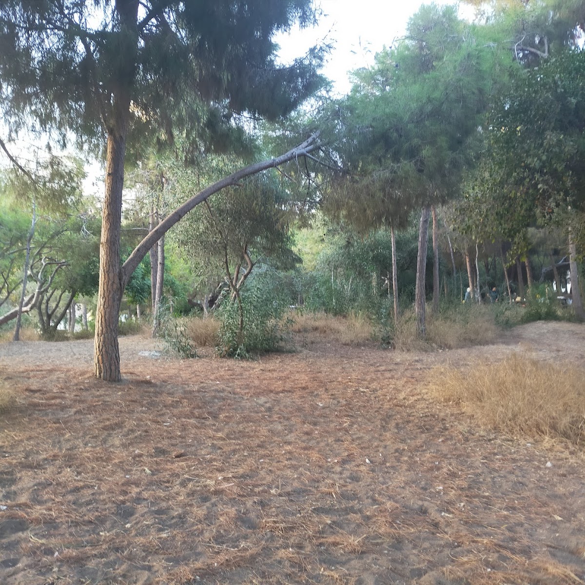 Mersin Yüzüncü Yıl Tabiat Parkı — fotoğraf