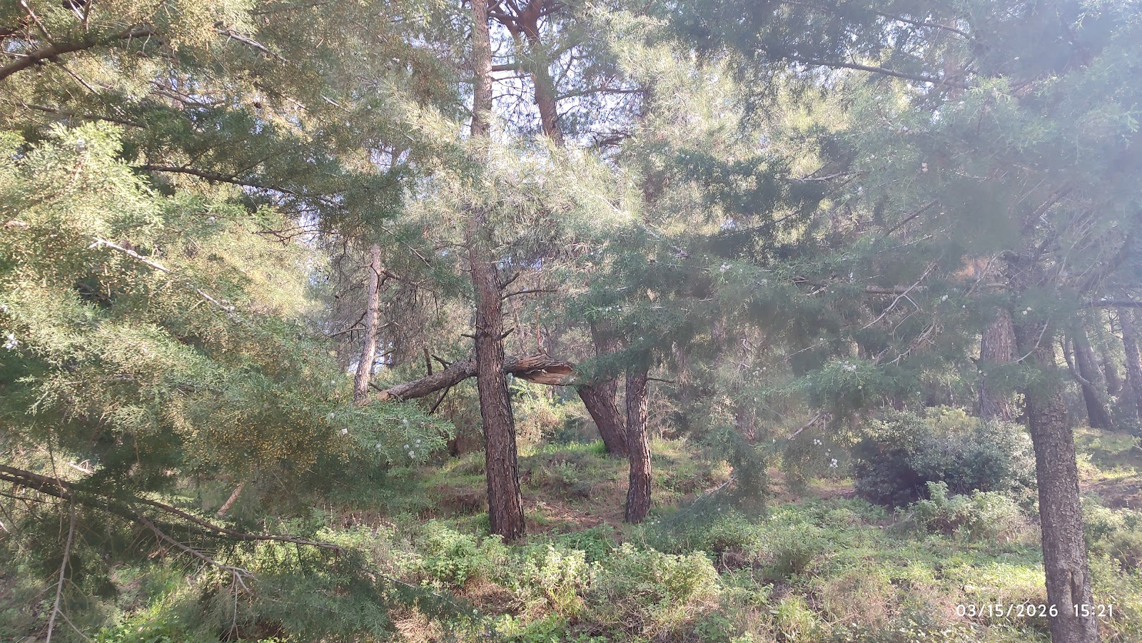 Mesir Tabiat Parkı — fotoğraf 2