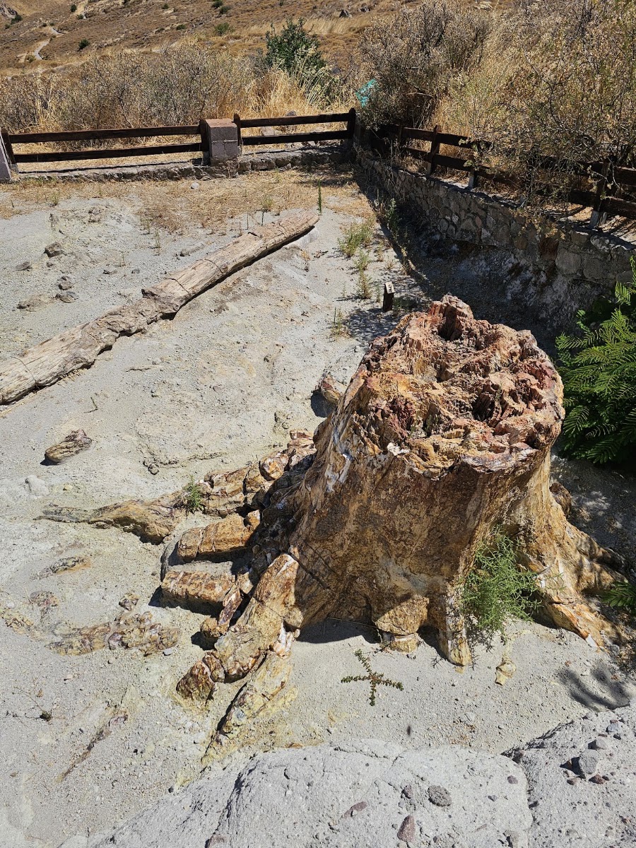 Natural History Museum of the Lesvos Petrified Forest — photo 2