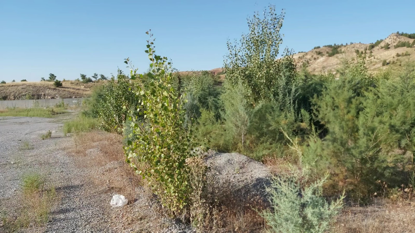 Milli Egemenlik Hatıra Ormanı — fotoğraf 2