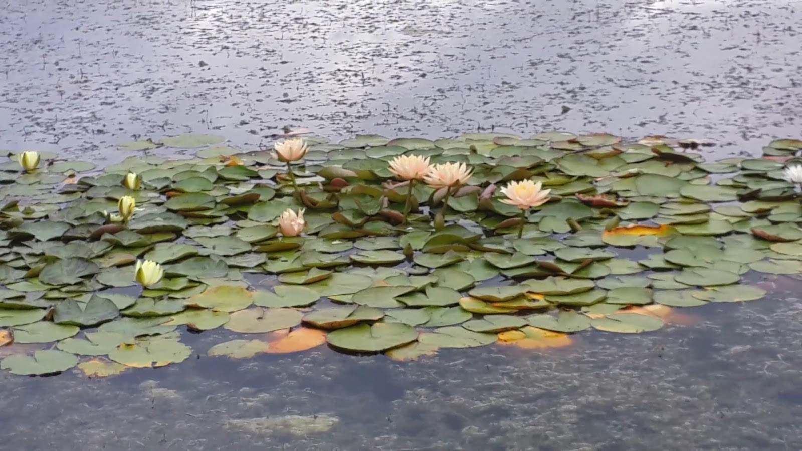 Milli Park — fotoğraf 3