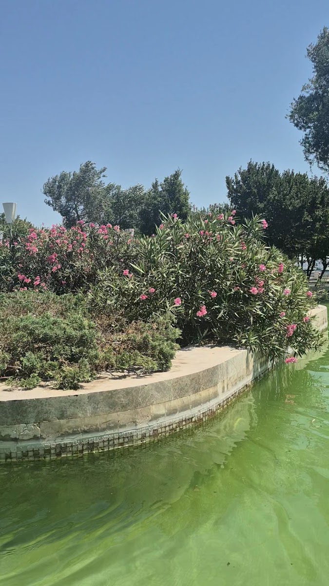 Mini Venice — photo 2
