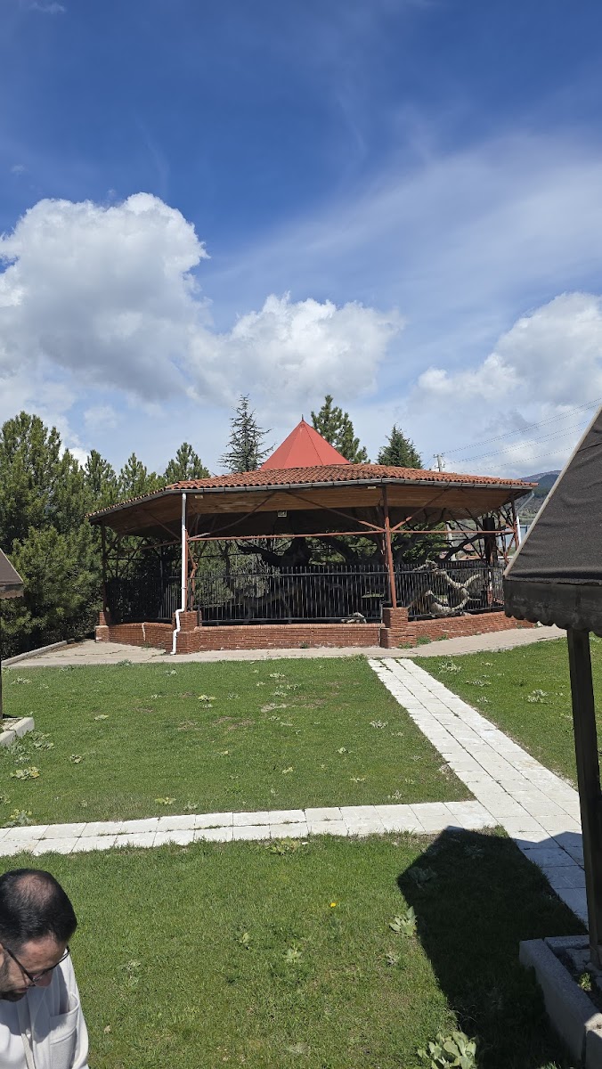 Mızık Çamı — fotoğraf 2