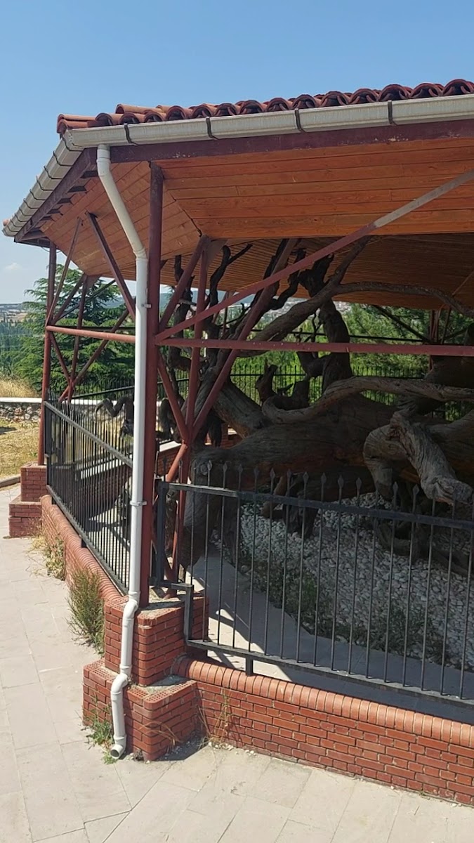 Mızık Çamı — fotoğraf 3