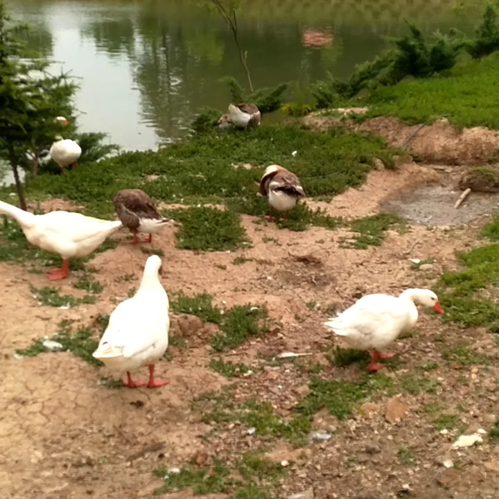MUNCURLU GÖLET PARK — fotoğraf 2