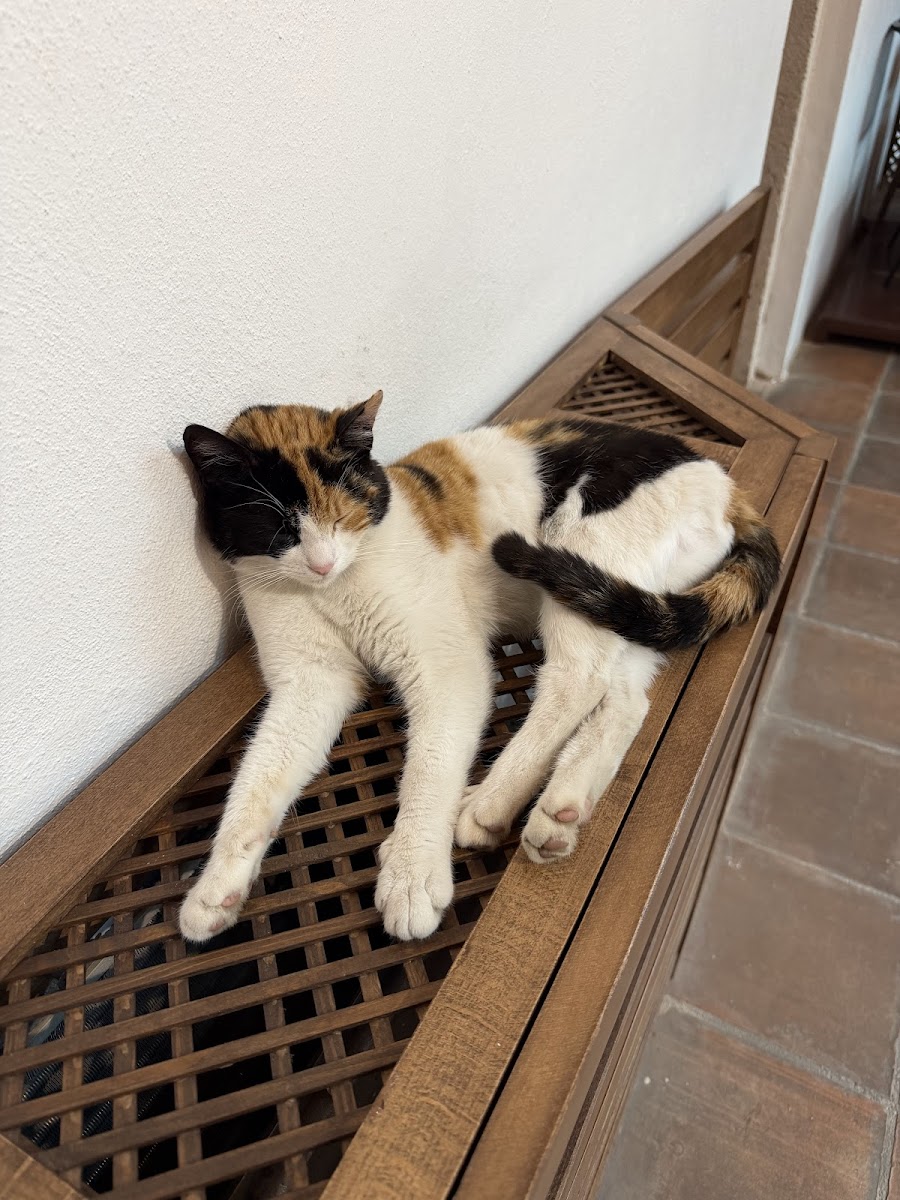 Muradiye Külliyesi — fotoğraf 2