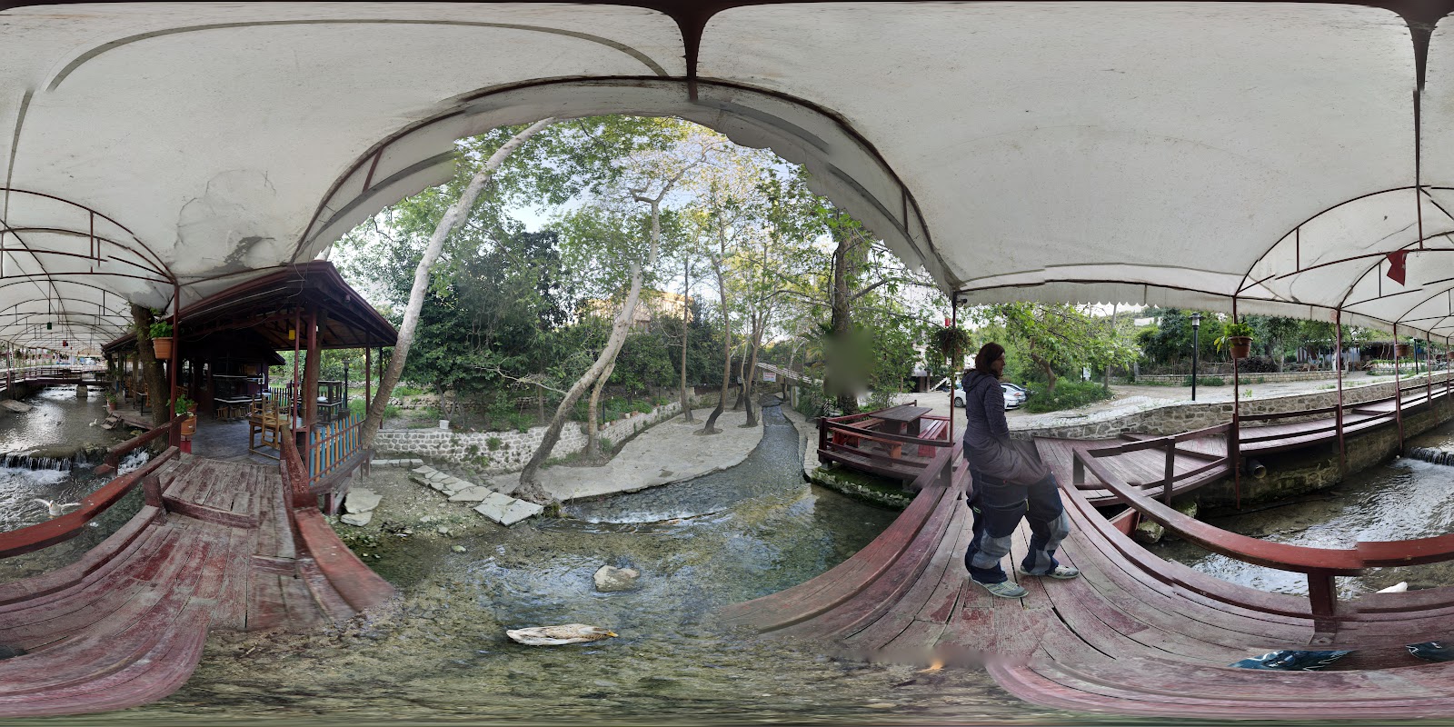 Musa Ağacı — fotoğraf 4