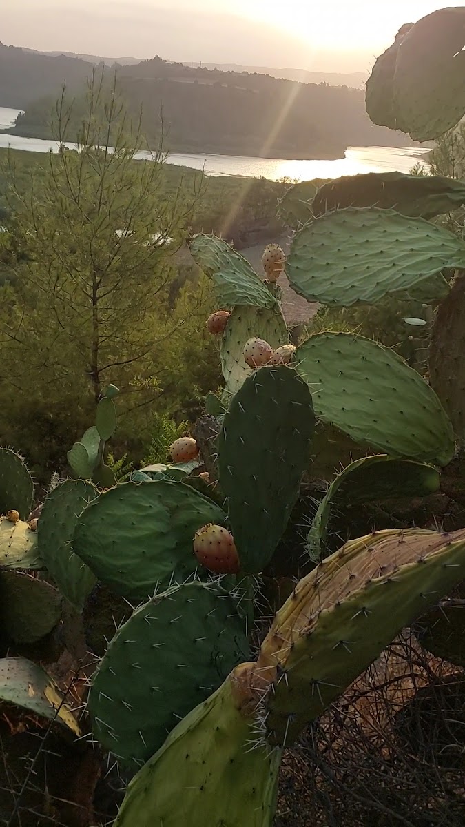 Musulu — photo 3