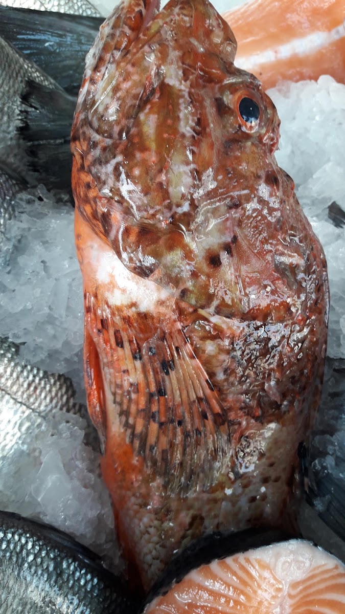 Narlidere Alabalık -USTA Balık Narlıdere Balık Pişirici — photo 5
