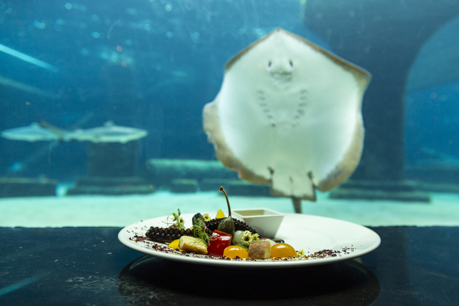 NEMO Restaurant & Lounge (Biggest Aquarium Restaurant in Turkey) — photo 11