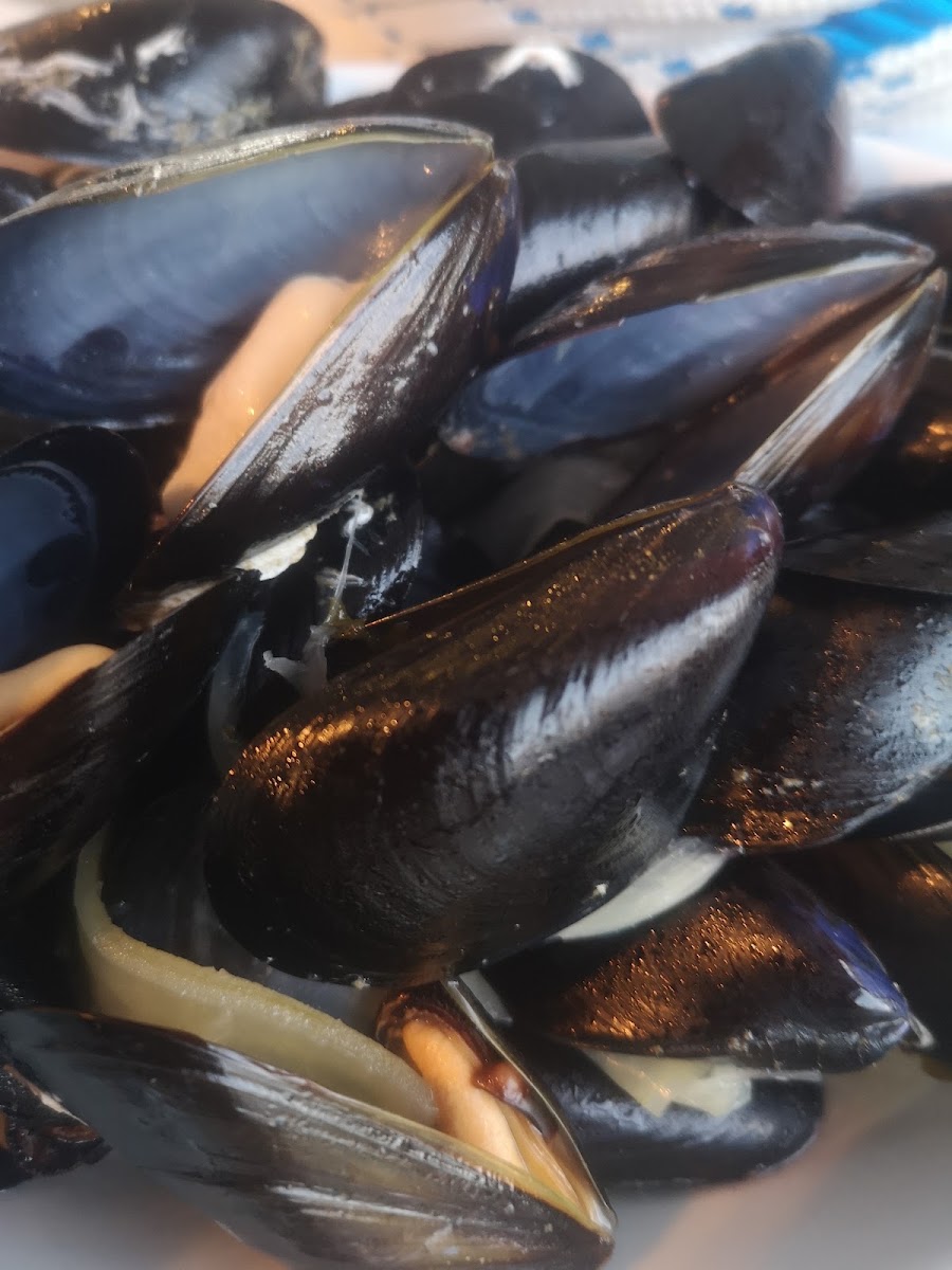 Nick the Fisherman — photo 11