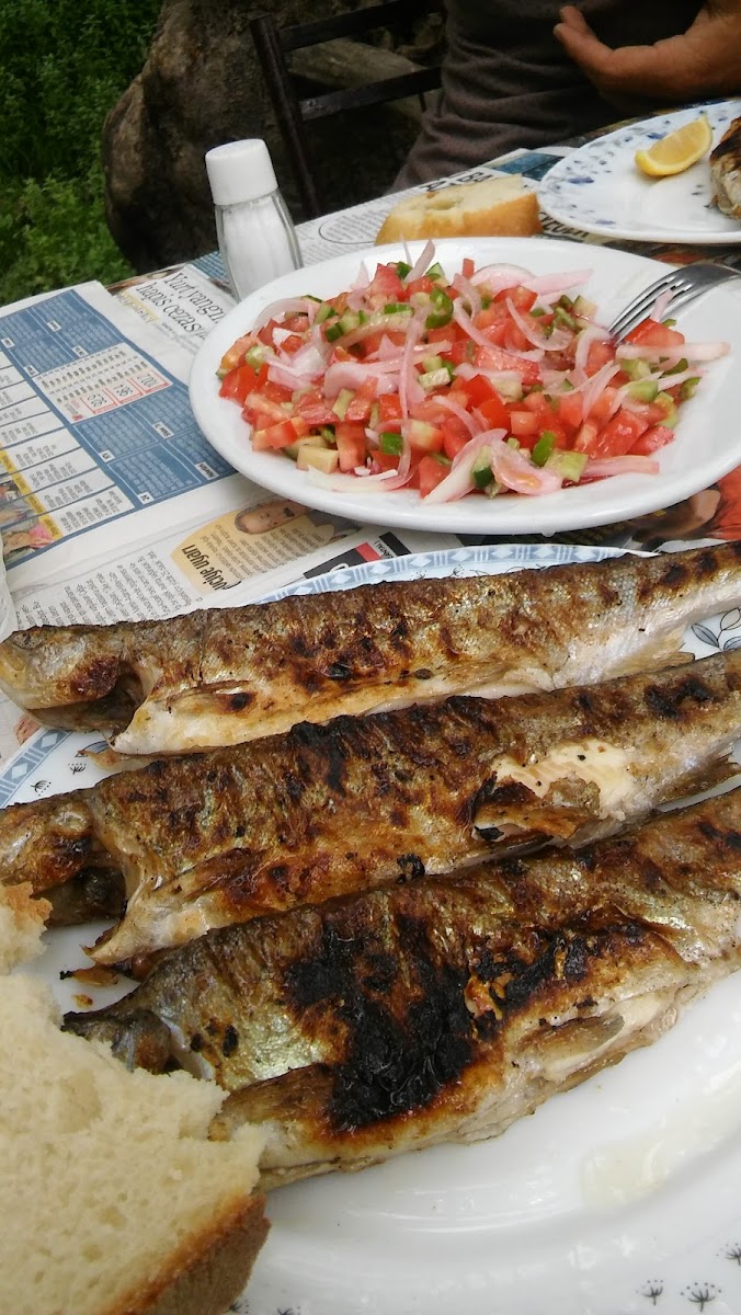 Niksar Çağlayan Müzikhol — fotoğraf 2