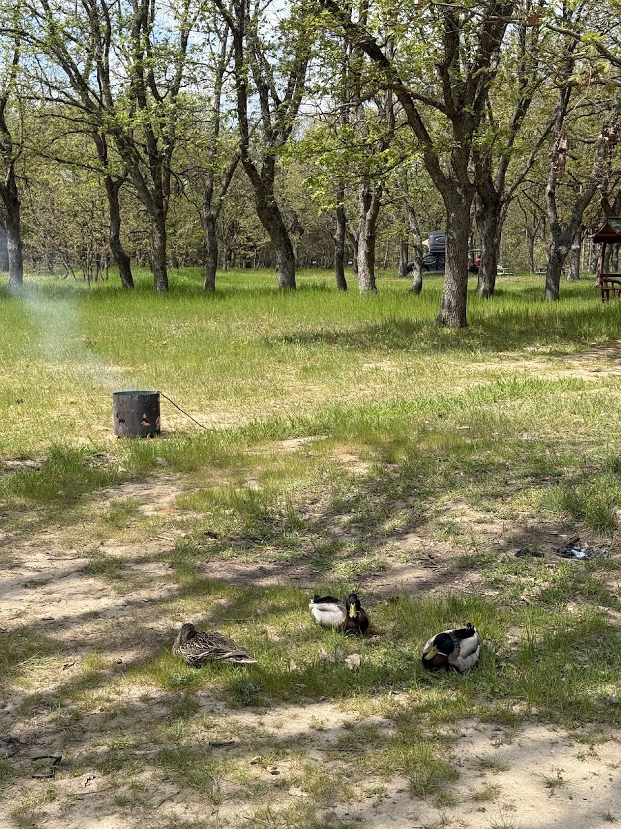 Nurgaz Kavaklı Meşe Korusu Milli Parkı — fotoğraf 2