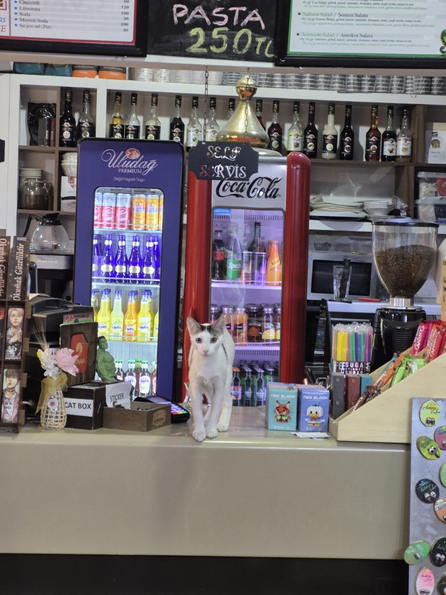 Octopus Kitap Cafe — photo 2