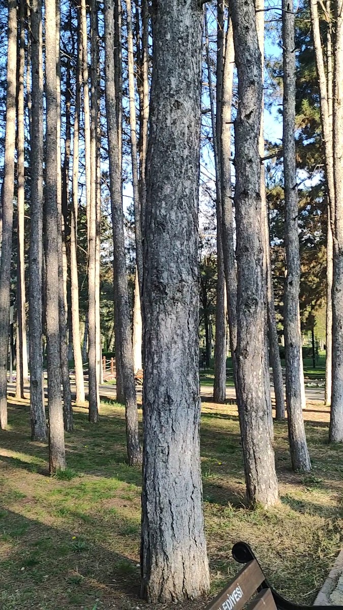 Odunpazarı Botanik Parkı — fotoğraf 3
