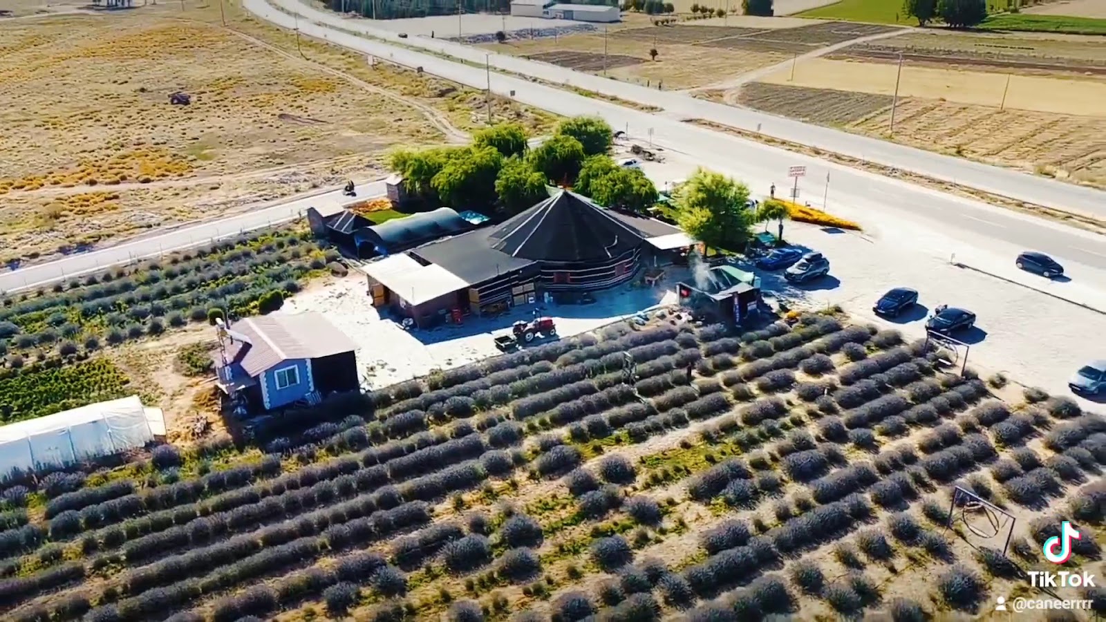 Öğretmenin Lavanta Bahçesi — fotoğraf 3