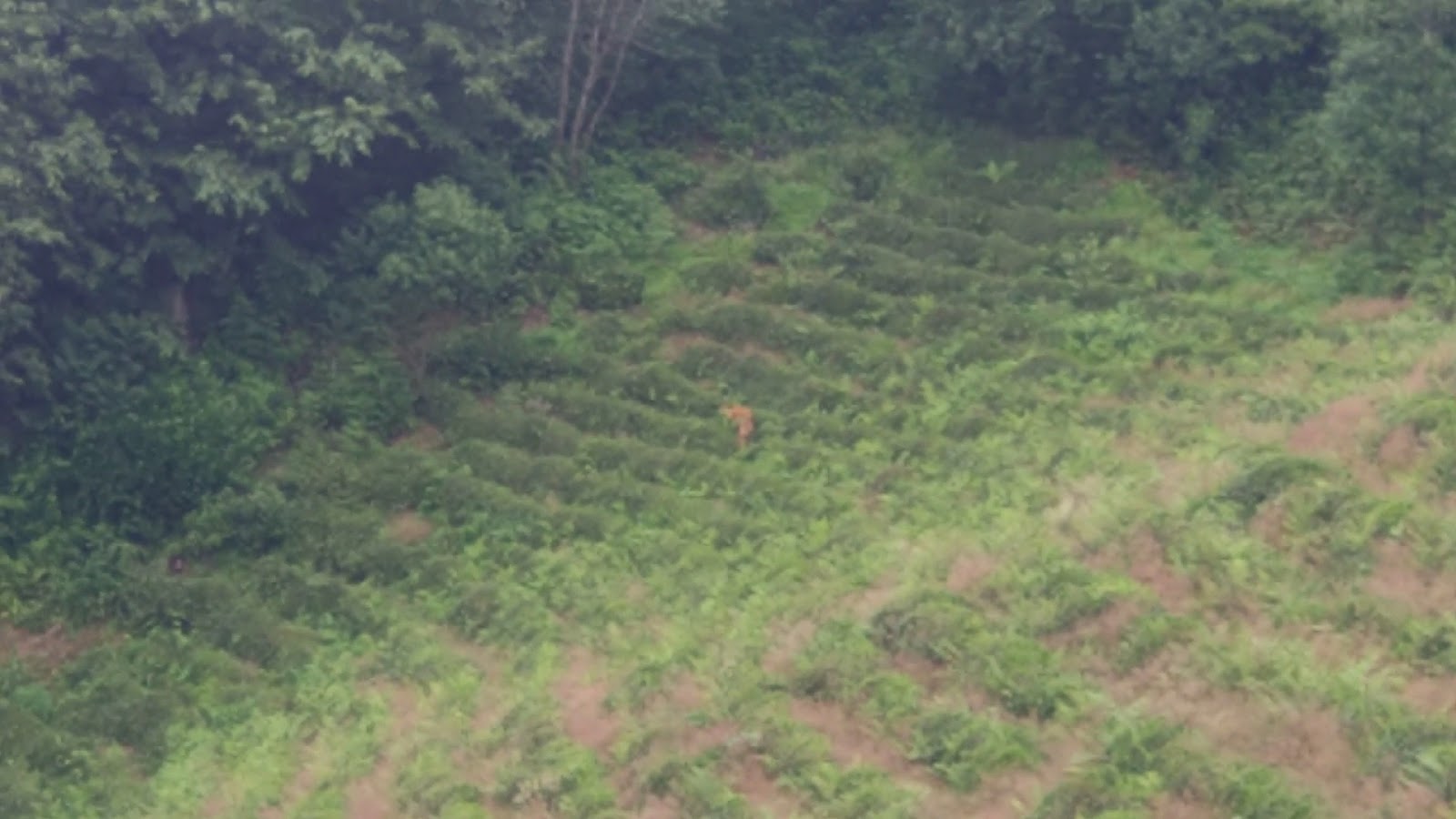 Okobale Dağ Evi — fotoğraf 3